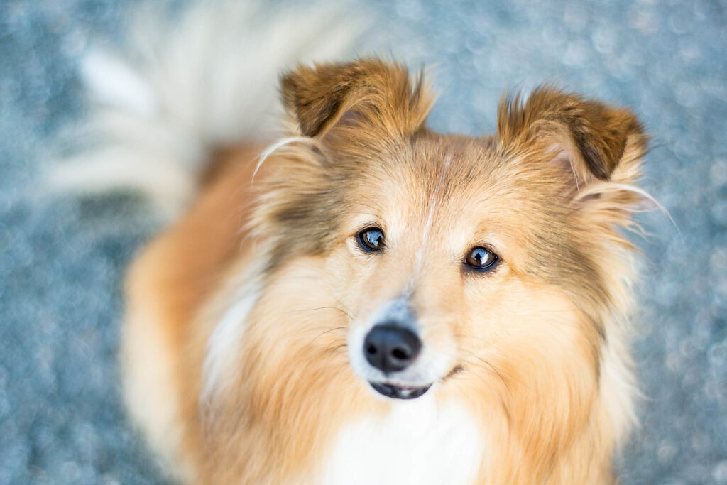 Sheltie-Vilja-1083.jpg