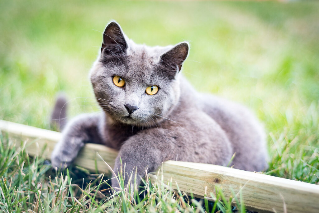 Katter